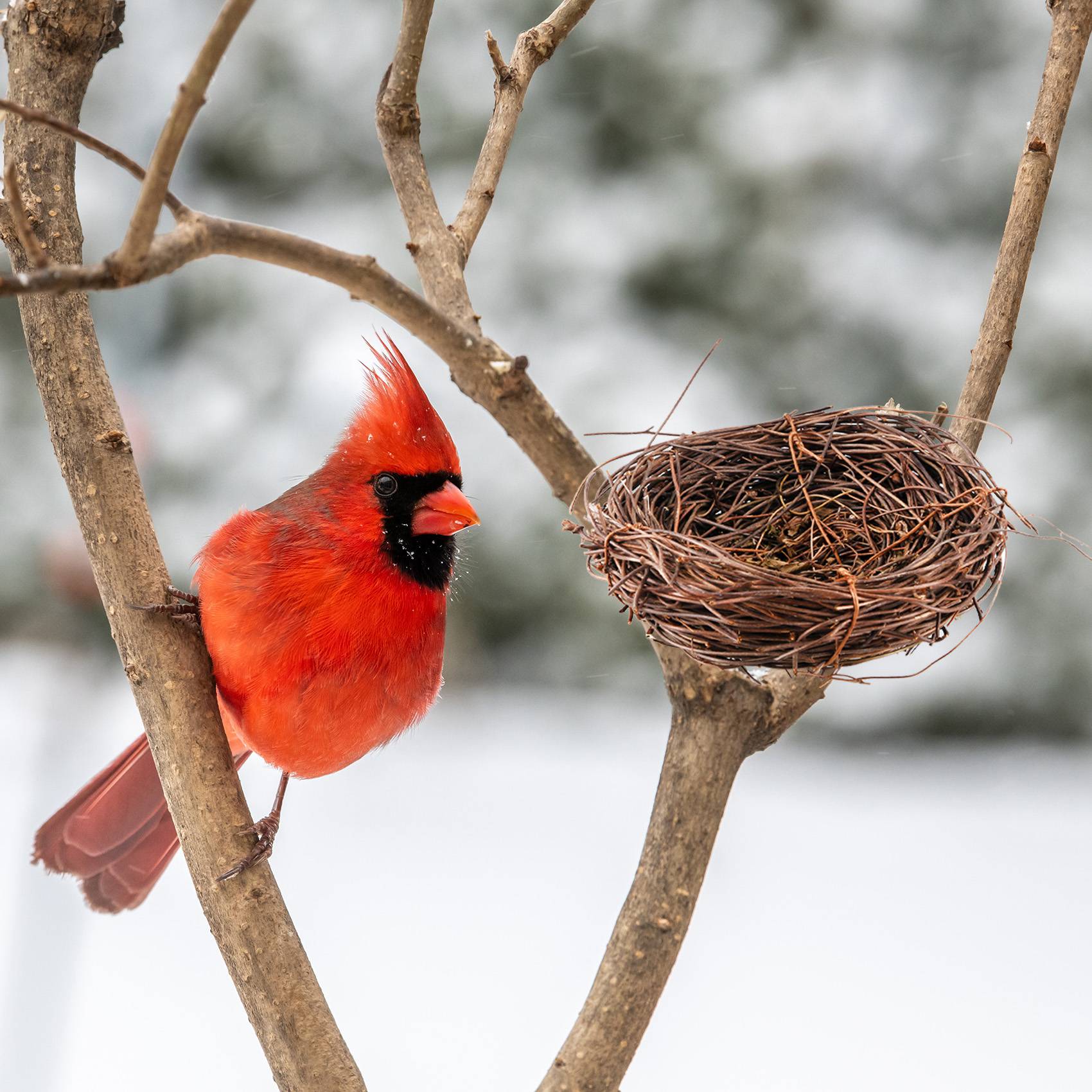 REST Handmade Vine Bird Nest H - Gardening Tools Photo บทวิจารณ์และราคา